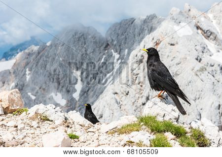 Pair Of Alpine Choughs