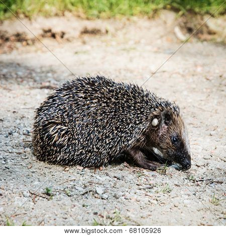 One European Hedgehog (erinaceus Europaeus)