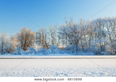 Træer dækket af rimfrost