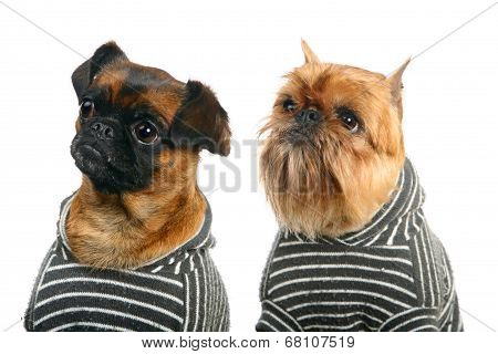 Griffon Bruxellois and Petit brabancon