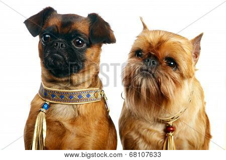 Griffon Bruxellois and Petit brabancon