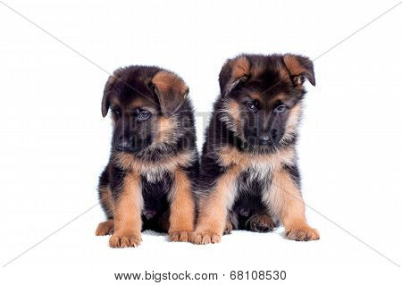 Two German shepherd puppies