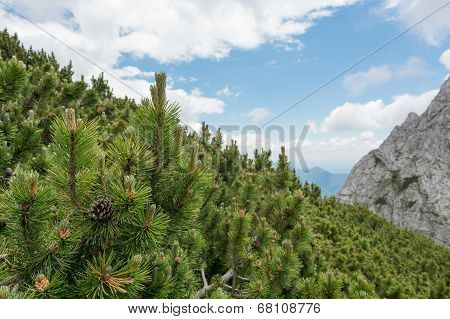 Slope Covered With Pine Trees