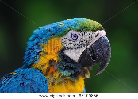 Close-up Of Blue-and-yellow Macaw, Ara Ararauna, Green Batskground. Portrait Of A Parrot On Blurred