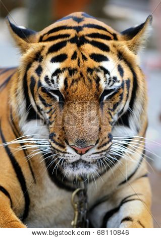 Portrait of a tiger