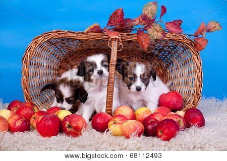 Three Papillon Puppies in basket on blue
