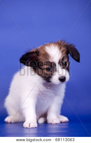 Papillon Puppy on blue background