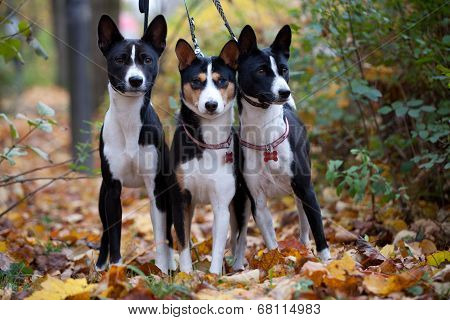 Three Basenji dogs in autumn park