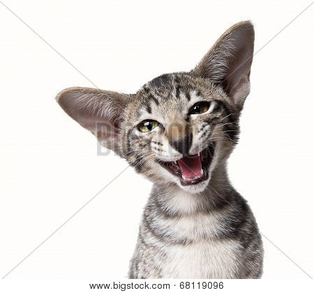 Funny smiling ugly meowing small kitten.