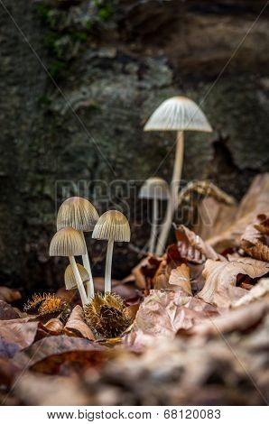Coprinus