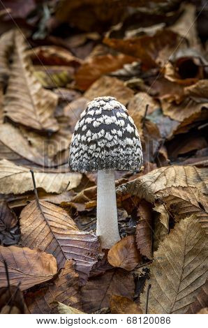 Coprinopsis Picacea