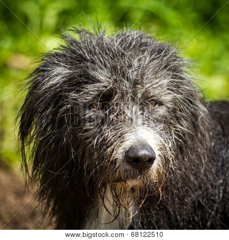 Mixed Breed Dog