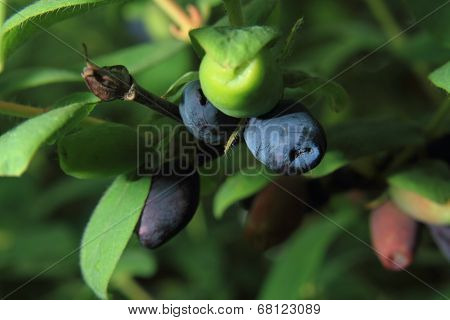 Honeysuckle Berries