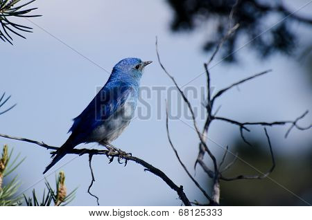 Mountain Bluebird Perched In A Tree