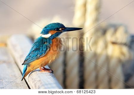 kingfisher (alcedo atthis) in natural habitat
