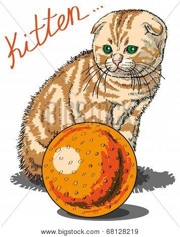 Kitten