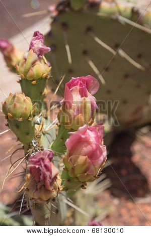 Cactus Blossoms