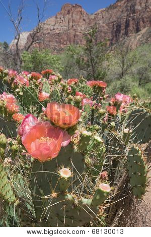 Blooming Cacti
