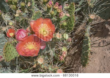 Blooming cactus
