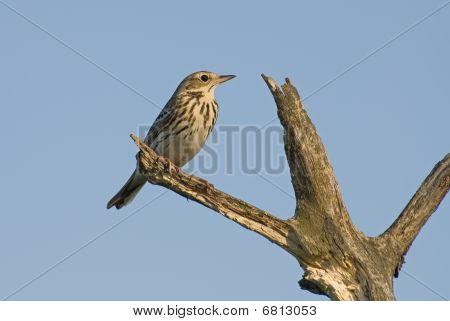 Pipit ทรี