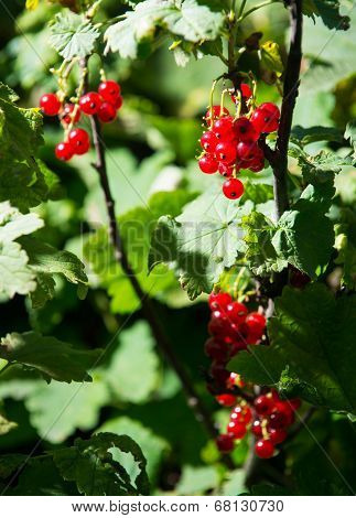 Berries