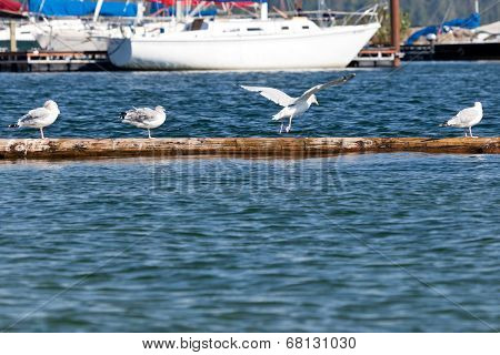 Seagulls On A Log