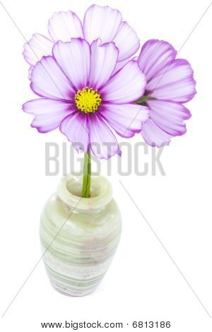 ดาวกระจายสีชมพู