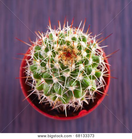 Echinopsis Subdenudata