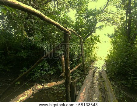 A Walk in the Woods