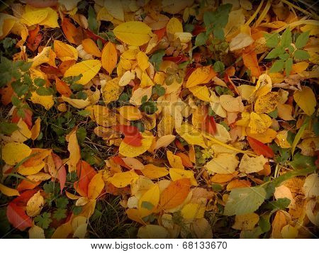 Deciduous carpet