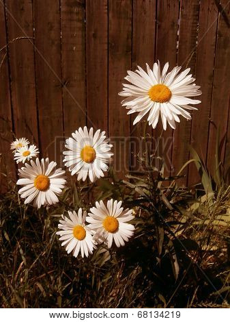 Camomile on a background of the fence