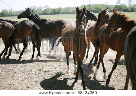 Young purebred horses in the farm at summertime