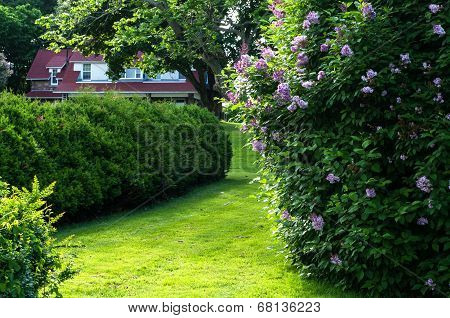 Hedge And Cottage