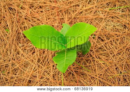 young plant