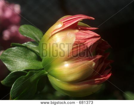 달리아 꽃 봉 오리에