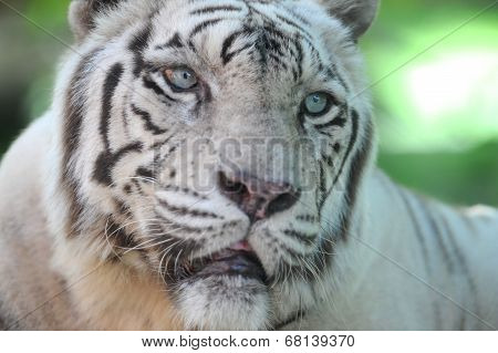 White Tiger