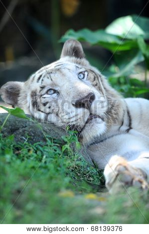 White Tiger