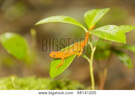 Salamander Leaf