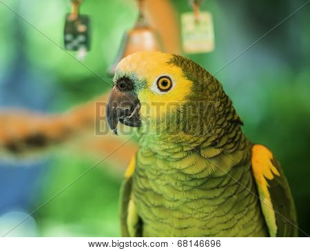 Green Parrot