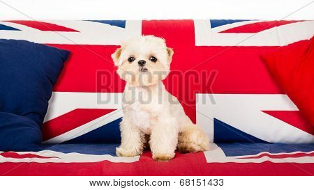 Puppy on the chair