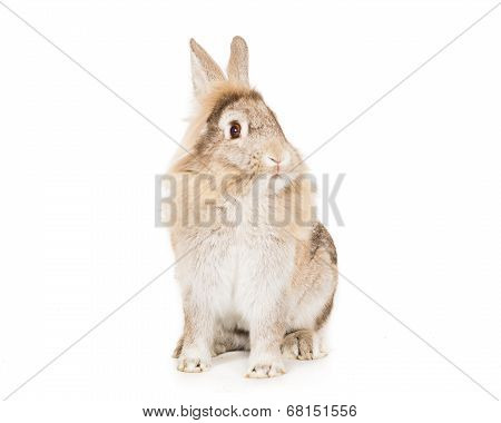 Bunny