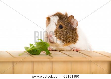 Guinea Pig Eating