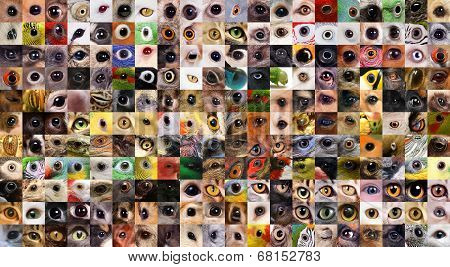Patchwork of animals eyes