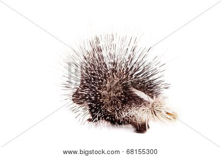 Indian crested Porcupine on white
