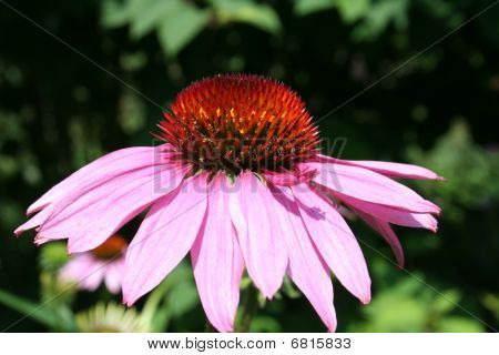 Pink flower.