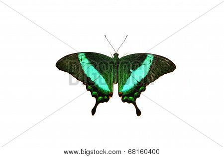 Papilio blumei on white
