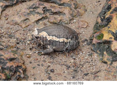 Indian Bullfrog