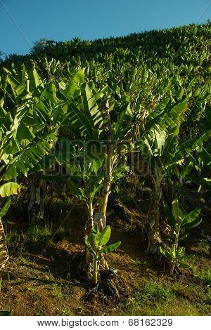 Banana Plantation
