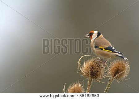 Goldfinch