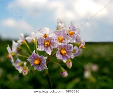มันฝรั่ง Solanum Tuberosum ดอกไม้
